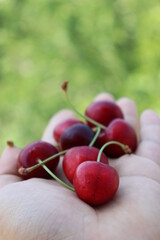 cherries in hand