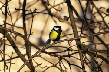 great tit parus major