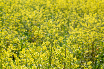Obraz premium Spring Time Blooming Yellow Mustard Flowers. Izmir / Turkey