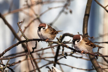 sparrow on branch