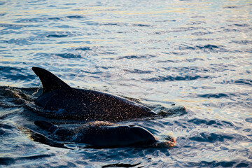 Fototapeta premium dolphin in the water