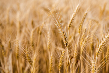 endless wheat field with grains