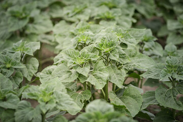 Details with young sunflower plants in a field.