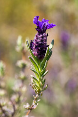 Beautiful lavenders blooming. Lavandula stoechas (French lavender, Spanish lavender, Topped lavender)