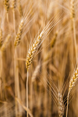close view of a wheat plant