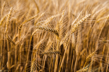 golden grains of wheat in a field