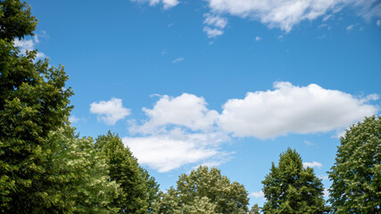 
Treetops in a blue sky with white cottony clouds, in spring