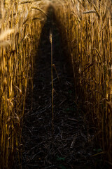 a single wheat plant in a row