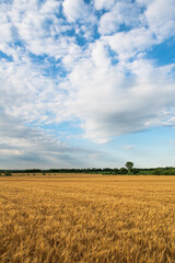 golden wheat field with blue sky and clouds