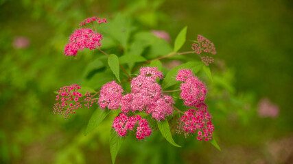 Close-up on a valerian plant, pink umbel flowers and green foliage