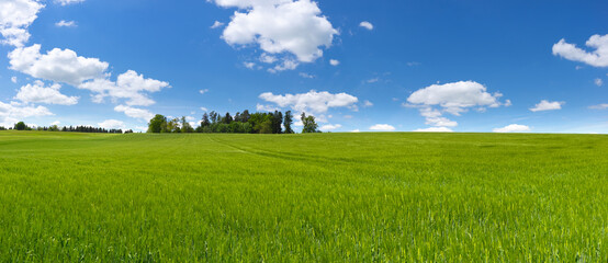 Panorama von einem gro&szlig;en Feld mit junger gr&uuml;ner Gerste, dahinter einige B&auml;ume und blau-wei&szlig;er Himmel