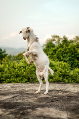 Fototapeta na wymiar jumping goat
