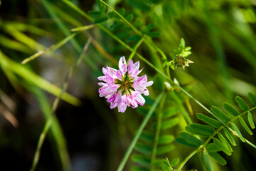 Coronilla Varia in summer with white background