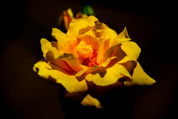closeup of a yellow rose