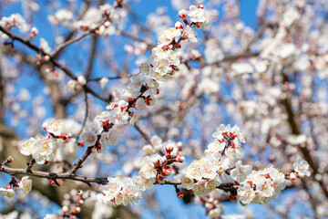 Apricot tree flowers with soft focus. Spring white flowers on a tree branch. Apricot tree in bloom.