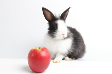 Black and White Bunny Rabbit with red Apple