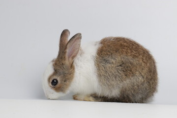 Little Brown Bunny Rabbit on White Background, Eating Vegetable .