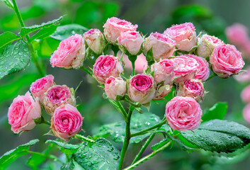 Close-up bouquet of pink blooming rose bush called Mimi Eden. A pink roses in bloom.