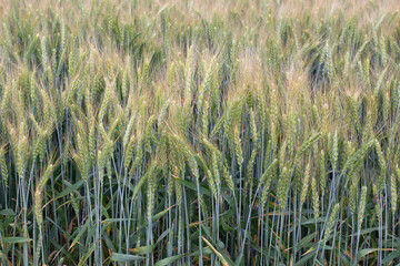 Green background from barley crops in the field of agriculture