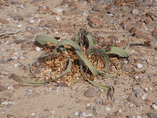 Welwitschia plant (male) endemic to the Namib desert