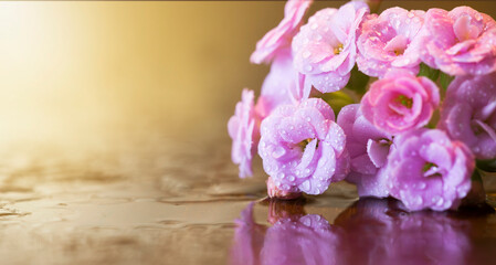 Summer, spring nature concept, pink flowers on wet background. Web banner with copy space.