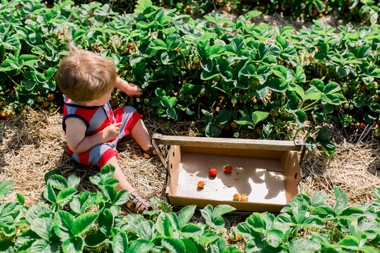 Toddler boy sitting in strawberry patch filling bucket
