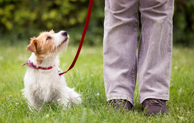 Obedient cute smart jack russell terrier dog puppy sitting in the grass on leash and looking up to his owner. Pet obedience training concept.
