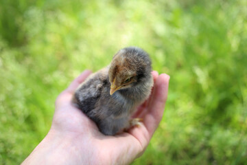 Little black chick in a hand.