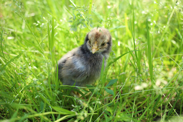 Little curious black chick in the green grass.