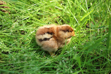 Very cute brown-striped little chicken in the green grass.