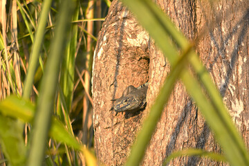 Iguanas, trees and Nature