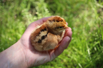 A small, cute chicken, brown-striped, in a male hand.