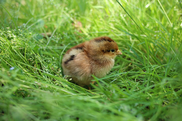 Naklejka na ściany i meble A small, brooding brown chicken in green grass.