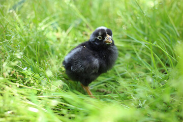 A little black chick grazes in a green twig on a sunny summer day.