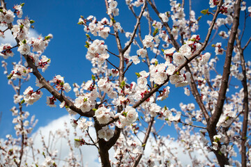 Apricot tree flowers with soft focus. Spring white flowers on a tree branch. Apricot tree in bloom.