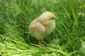 Little yellow chick in the green grass.