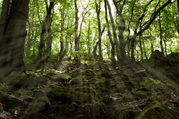 view in the forest, stones on the ground, sunbeams