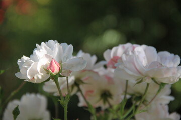 Pink rose blossom spring romantic flower	