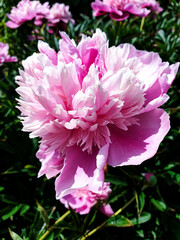 pink peony flower