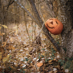 Discarded halloween pumpkin or jack o'lantern
