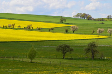 Rural landscape with yellow flowers