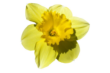 Yellow Daffodil on White Background