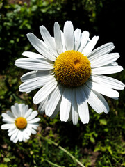Fototapeta premium daisy in the garden