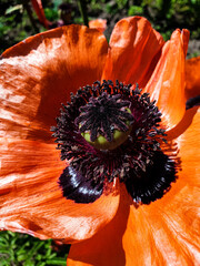red poppy flower