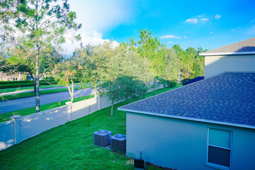 tall pine tree and blue sky