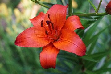 Amazing Flowers in bloom in New England