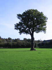 Golf Course on a Sunny Day