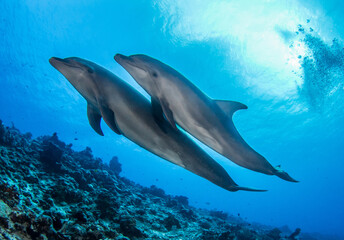 Obraz na płótnie Canvas dolphins underwarter