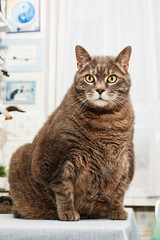  chat obèse assis sur une table de cuisine dans l'intérieur d'un appartement 