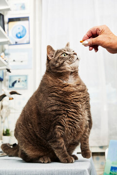 main femme senior donnant une croquette à un chat chat obèse dans une cuisine  